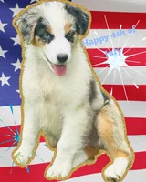 Boca boy Blue, a male Australian Shepherd for sale in Port Orange, FL – Photo 9 of 10