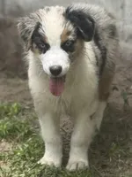 Boca boy Blue, a male Australian Shepherd for sale in Port Orange, FL – Photo 6 of 10
