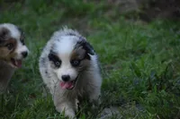 Boca boy Blue, a male Australian Shepherd for sale in Port Orange, FL – Photo 4 of 10