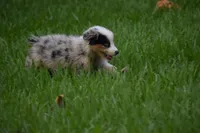 Boca boy Blue, a male Australian Shepherd for sale in Port Orange, FL – Photo 5 of 10