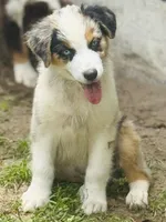 Boca boy Blue, a male Australian Shepherd for sale in Port Orange, FL – Photo 7 of 10