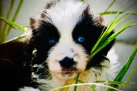 Stormy Blue, a female Australian Shepherd for sale in Port Orange, FL – 6 of 9