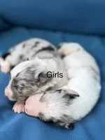 Shimmer blue, a female Australian Shepherd for sale in Port Orange, FL – 1 of 3
