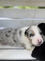 Cayman Blue, a male Australian Shepherd for sale in Port Orange, FL – 3 of 10