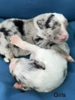 Shimmer blue, a female Australian Shepherd for sale in Port Orange, FL – 2 of 3