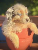 Sailor, a female Australian Shepherd for sale in Port Orange, FL – 9 of 9