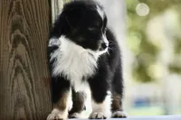 Scuba duba Blue, a male Australian Shepherd for sale in Port Orange, FL – 7 of 9