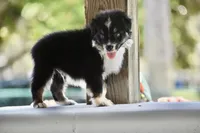 Scuba duba Blue, a male Australian Shepherd for sale in Port Orange, FL – 9 of 9