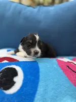 Scuba duba Blue, a male Australian Shepherd for sale in Port Orange, FL – 3 of 5