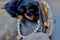 Little Wiggle, a female Yorkshire Terrier for sale in Port Orange, FL – Photo 4 of 7