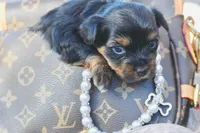 Little Wiggle, a female Yorkshire Terrier for sale in Port Orange, FL – Photo 3 of 7