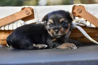 Little Wiggle, a female Yorkshire Terrier for sale in Port Orange, FL – Photo 5 of 7