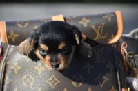 Little Wiggle, a female Yorkshire Terrier for sale in Port Orange, FL – Photo 6 of 7