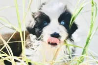 Stormy Blue, a female Australian Shepherd for sale in Port Orange, FL – 5 of 9
