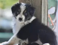 Freckles, a female Australian Shepherd for sale in Port Orange, FL – 6 of 8