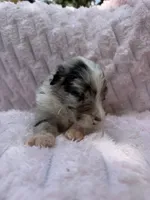 Aruba Blue, a female Australian Shepherd for sale in Port Orange, FL – 4 of 7