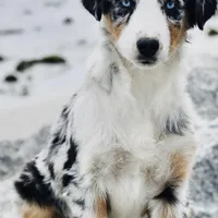 Ella Skye Blue, a female Australian Shepherd for sale in Port Orange, FL – Photo 2 of 9