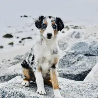 Ella Skye Blue, a female Australian Shepherd for sale in Port Orange, FL – Photo 7 of 9