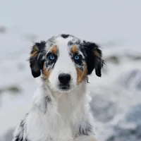 Ella Skye Blue, a female Australian Shepherd for sale in Port Orange, FL – Photo 6 of 9