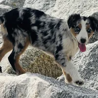 Ella Skye Blue, a female Australian Shepherd for sale in Port Orange, FL – Photo 3 of 9