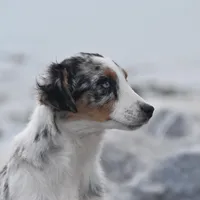 Ella Skye Blue, a female Australian Shepherd for sale in Port Orange, FL – Photo 9 of 9