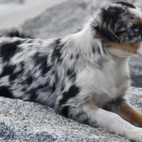 Ella Skye Blue, a female Australian Shepherd for sale in Port Orange, FL – Photo 5 of 9
