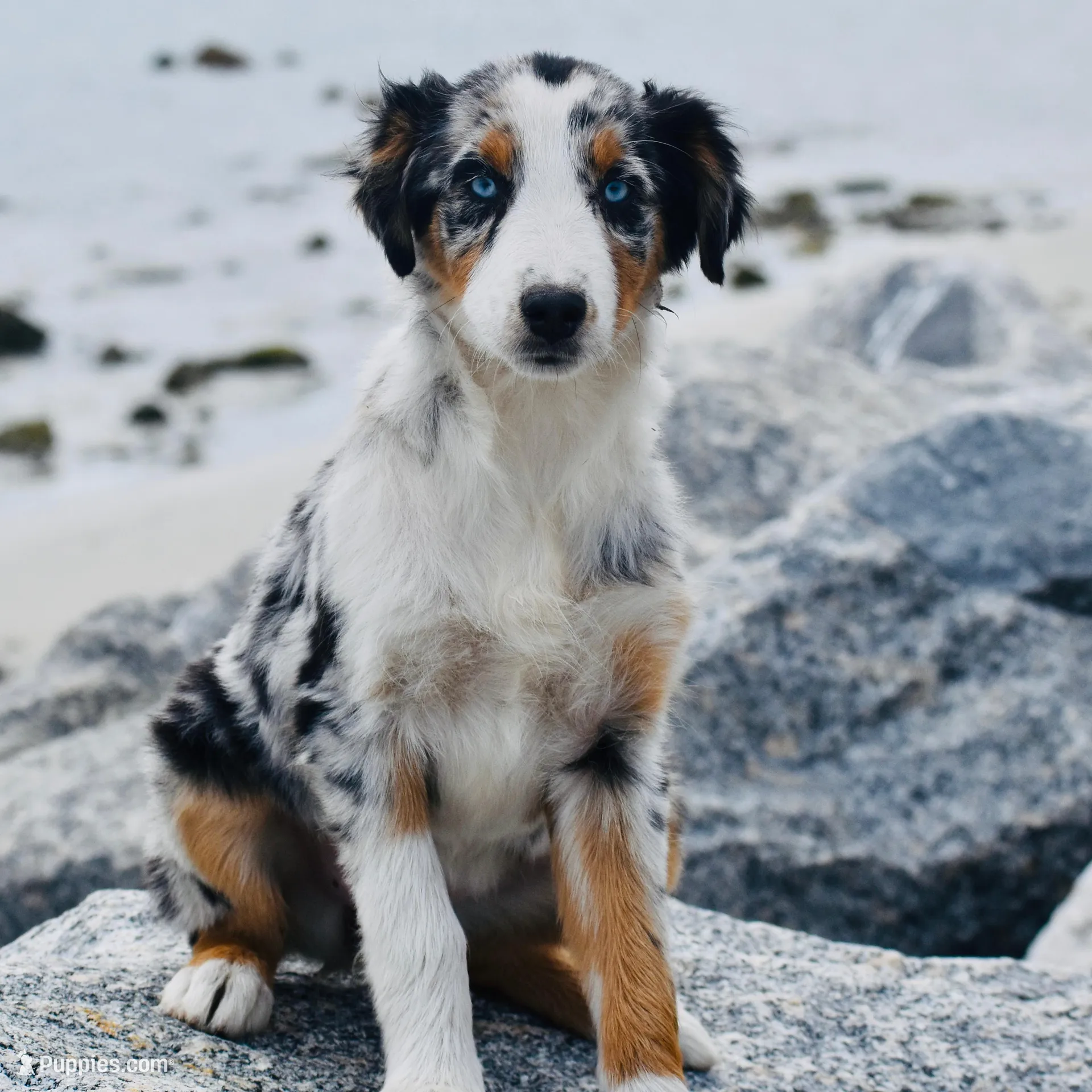 Ella Skye Blue, a female Australian Shepherd for sale in Port Orange, FL – Photo 8 of 9