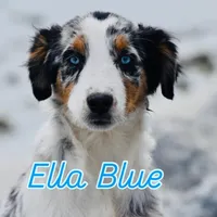 Ella Skye Blue, a female Australian Shepherd for sale in Port Orange, FL – Photo 1 of 9