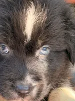 Sebastien, a male Australian Shepherd for sale in Port Orange, FL – 6 of 10