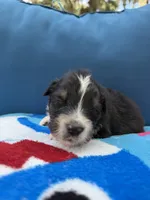 Scuba duba Blue, a male Australian Shepherd for sale in Port Orange, FL – 4 of 5