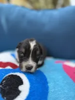 Scuba duba Blue, a male Australian Shepherd for sale in Port Orange, FL – 2 of 5