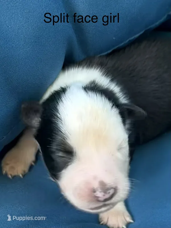 Gemini Blue – Australian Shepherd puppy for sale in Port Orange, FL