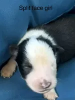 Gemini Blue, a female Australian Shepherd for sale in Port Orange, FL – 1 of 4