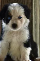 Gemini Blue, a female Australian Shepherd for sale in Port Orange, FL – 6 of 10