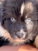 Sebastien, a male Australian Shepherd for sale in Port Orange, FL – 1 of 10