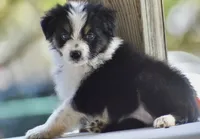 Freckles, a female Australian Shepherd for sale in Port Orange, FL – 4 of 8