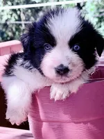 Breezy blue, a male Australian Shepherd for sale in Port Orange, FL – 5 of 10