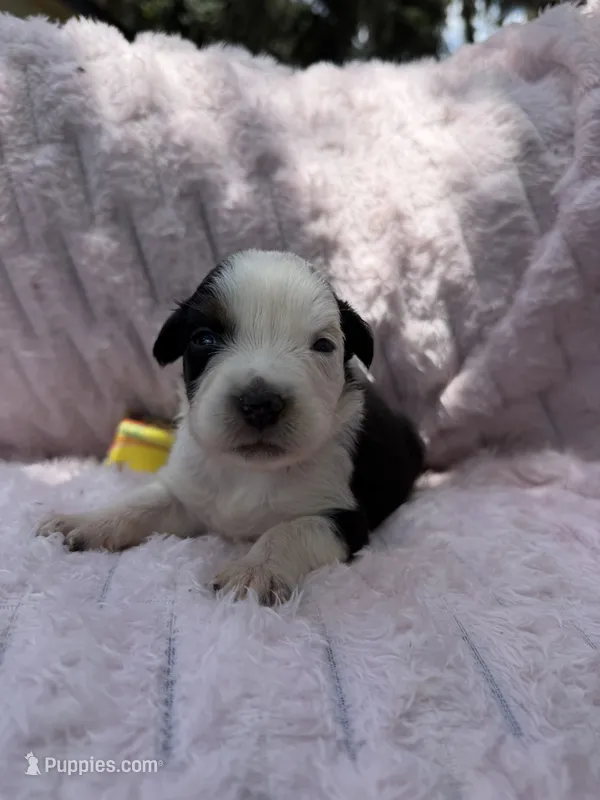 Gemini Blue – Australian Shepherd puppy for sale in Port Orange, FL