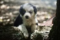 Gemini Blue, a female Australian Shepherd for sale in Port Orange, FL – 2 of 10