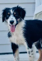 Freckles, a female Australian Shepherd for sale in Port Orange, FL – 2 of 6