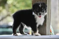 Scuba duba Blue, a male Australian Shepherd for sale in Port Orange, FL – 2 of 9