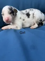 Olympia, a female Australian Shepherd for sale in Port Orange, FL – 1 of 4