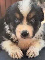 Breezy blue, a male Australian Shepherd for sale in Port Orange, FL – 2 of 10