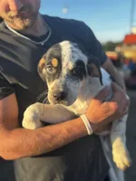 Patch, a female Australian Cattle Dog and German Shepherd Dog for sale in Boone, IA – 2 of 2