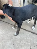 Nova, a female Australian Cattle Dog and German Shepherd Dog for sale in Boone, IA – 3 of 4