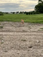 Winnie, a female Australian Cattle Dog and German Shepherd Dog for sale in Boone, IA – 3 of 5
