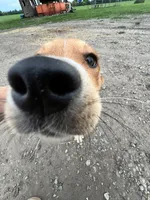 Winnie, a female Australian Cattle Dog and German Shepherd Dog for sale in Boone, IA – 4 of 5