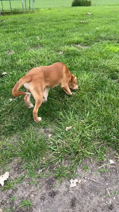 Winnie, a female Australian Cattle Dog and German Shepherd Dog for sale in Boone, IA – 5 of 5