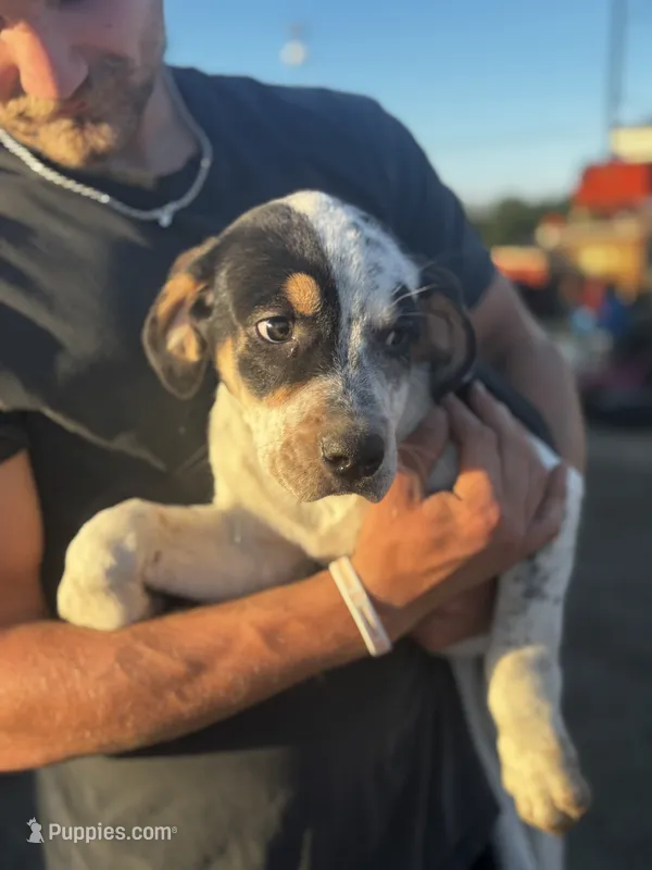 Patch – Australian Cattle Dog, German Shepherd Dog puppy for sale in Boone, IA