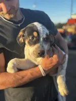 Patch, a female Australian Cattle Dog and German Shepherd Dog for sale in Boone, IA – 1 of 2